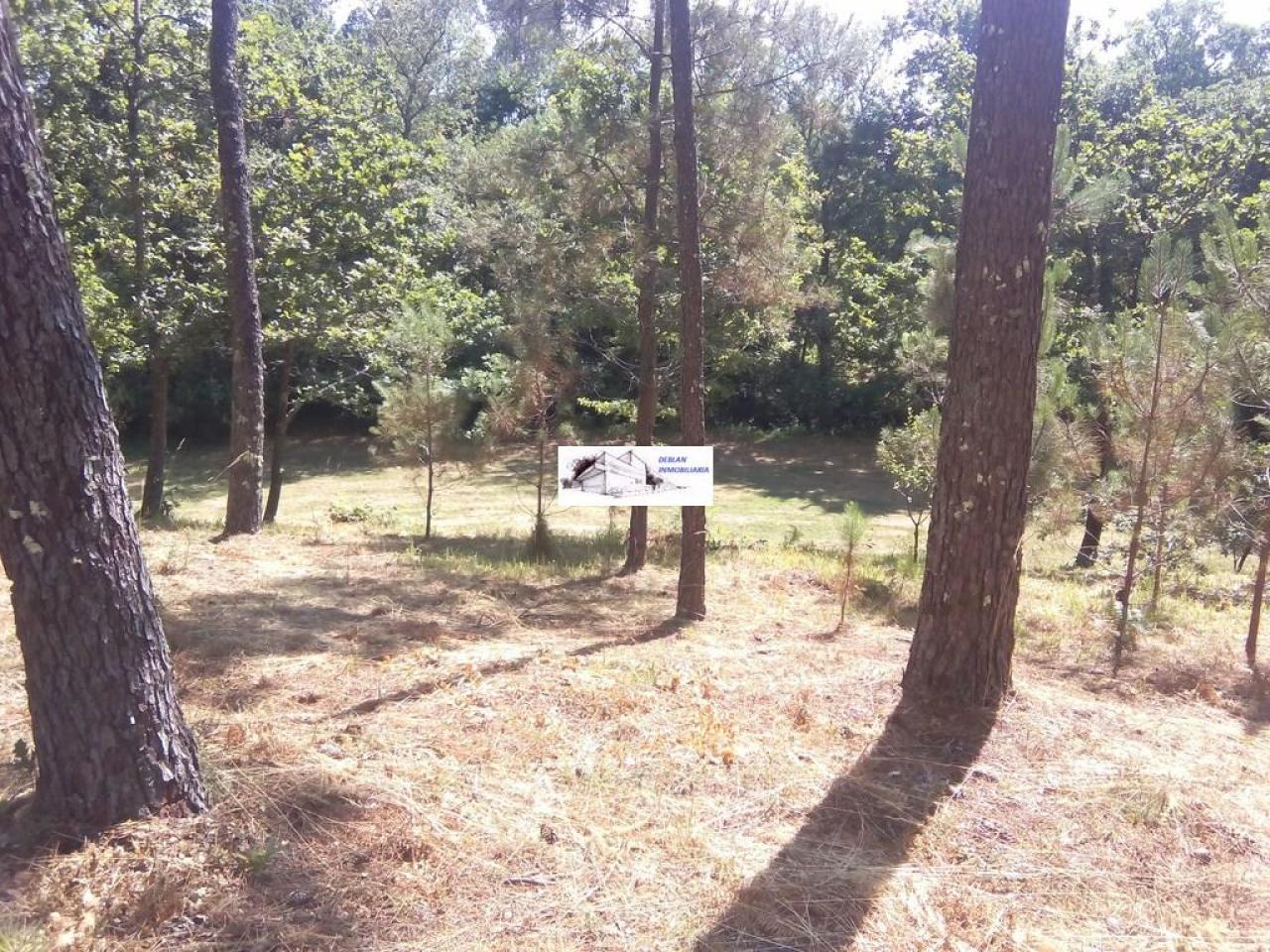 SE VENDE FINCA MOLINO DEL CENTENO DE 17.700 M2 CON MOLINO HABILITADO COMO VIVIENDA