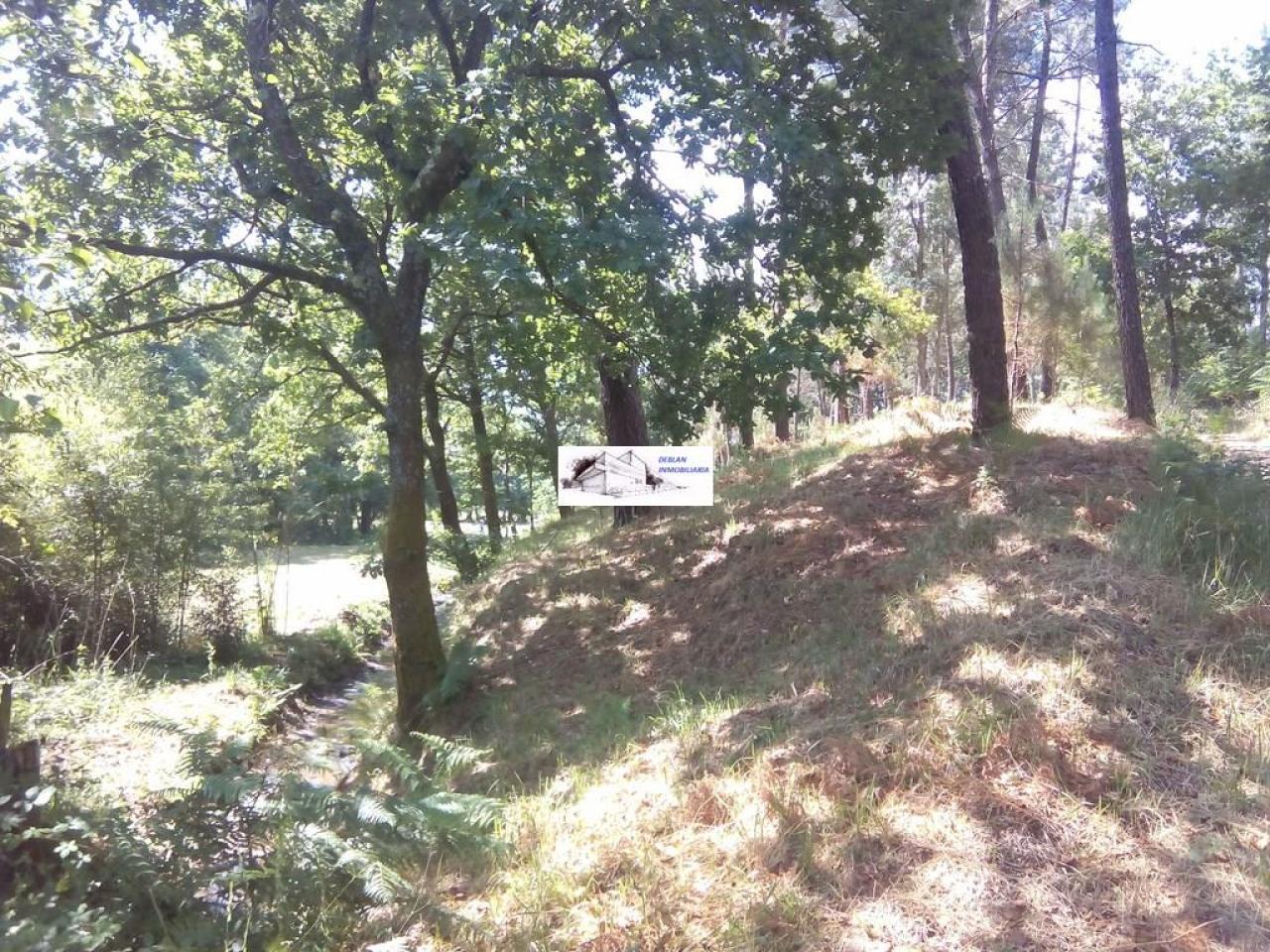 SE VENDE FINCA MOLINO DEL CENTENO DE 17.700 M2 CON MOLINO HABILITADO COMO VIVIENDA