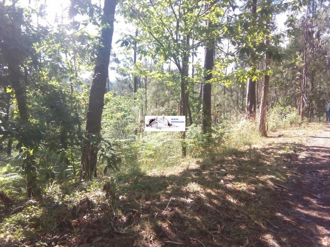 SE VENDE FINCA MOLINO DEL CENTENO DE 17.700 M2 CON MOLINO HABILITADO COMO VIVIENDA