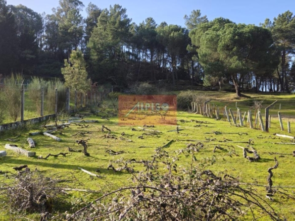 Parcela en San Cibrao das Viñas