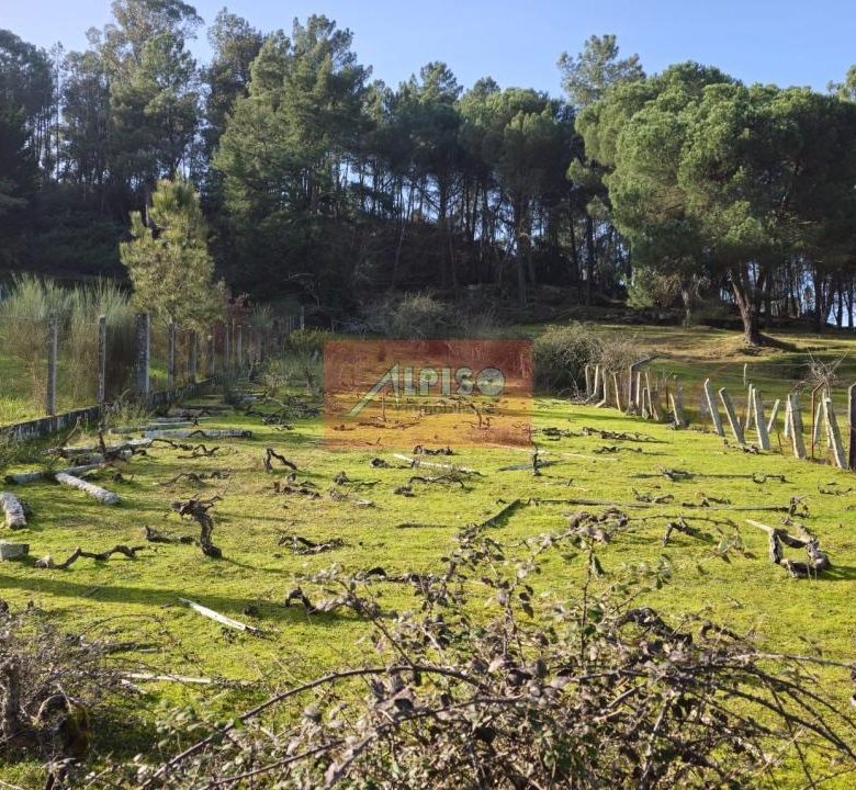 Parcela en San Cibrao das Viñas