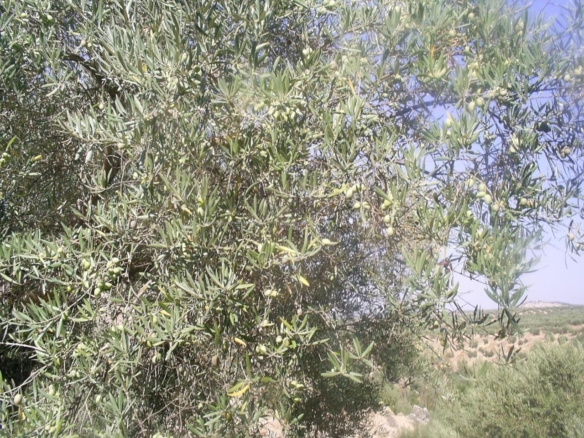 Terreno en venta en Bailen