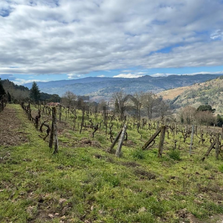 VENTA DE CASA CON 2HA. VIÑAS