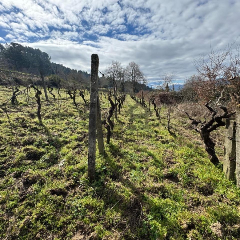 VENTA DE CASA CON 2HA. VIÑAS