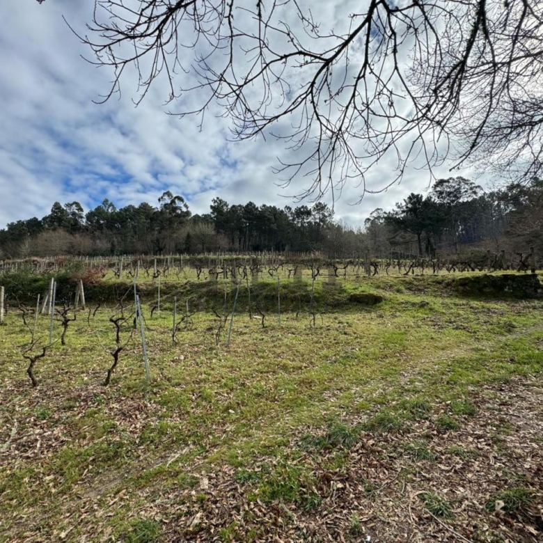 VENTA DE CASA CON 2HA. VIÑAS