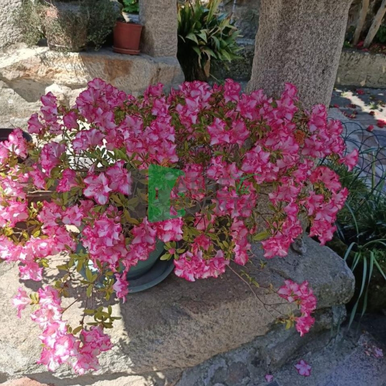 Casa en venta en PADERENE DE ALLARIZ