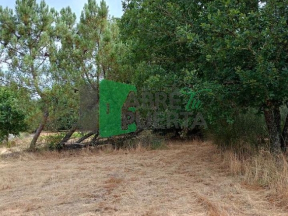 FINCA EN CIMA DE VILA