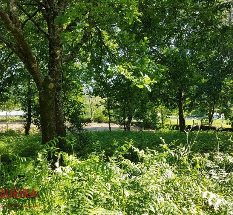 OPORTUNIDAD ÚNICA EN TOMIÑO | CASONA DE 1856 A REFORMAR · 462 M² · 9.420 M² DE FINCA