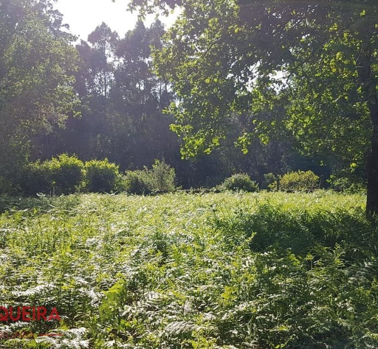 OPORTUNIDAD ÚNICA EN TOMIÑO | CASONA DE 1856 A REFORMAR · 462 M² · 9.420 M² DE FINCA