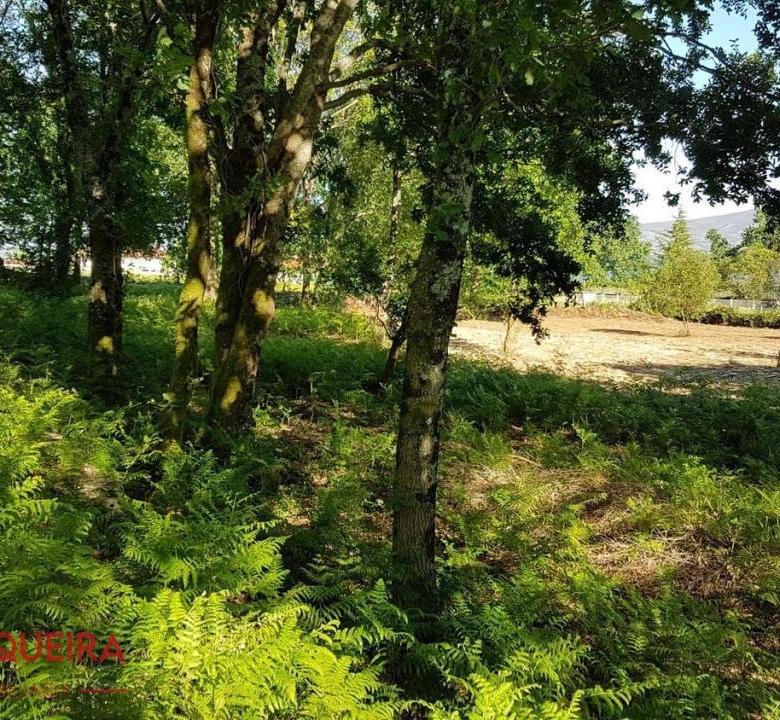 OPORTUNIDAD ÚNICA EN TOMIÑO | CASONA DE 1856 A REFORMAR · 462 M² · 9.420 M² DE FINCA
